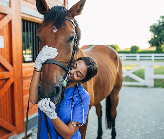Equine Veterinary Medical Manipulation